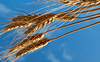 Mamy rekordowe zbiory zbóż. „Rolnikom pomagała pogoda”